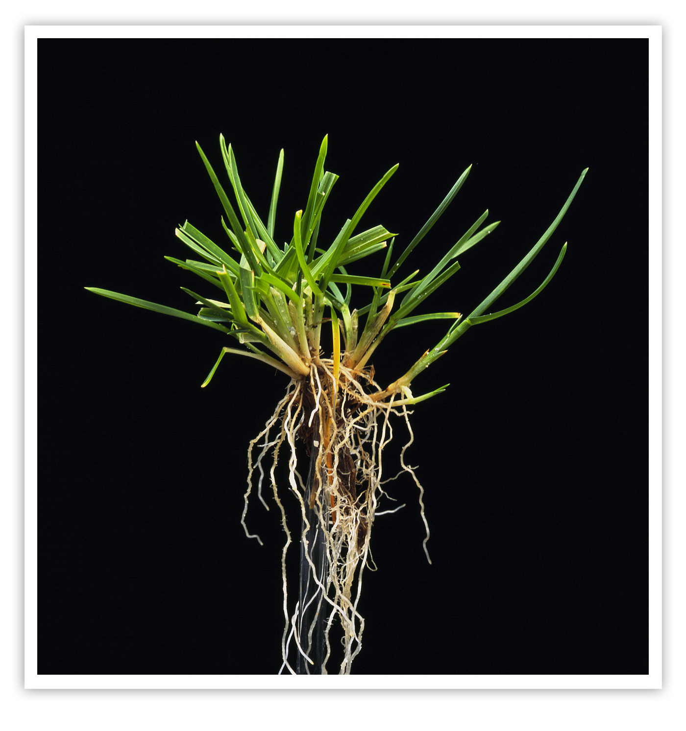 PoaPratensis_plant.png